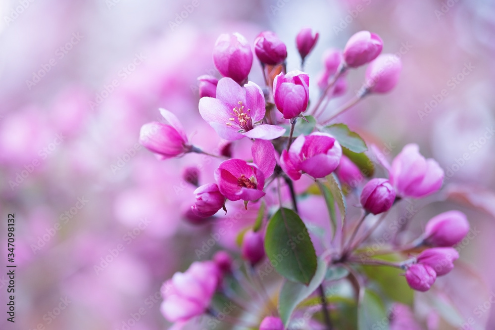 close up of pink flowers