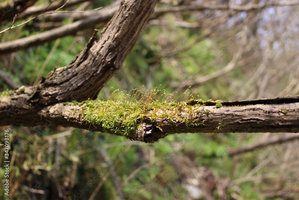 Obraz premium 木の枝の上で群生する苔の花（胞子体）