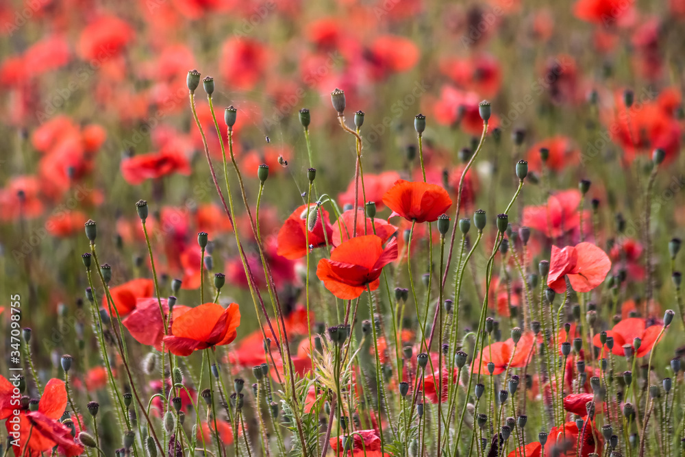 Obraz premium Mohnblumen