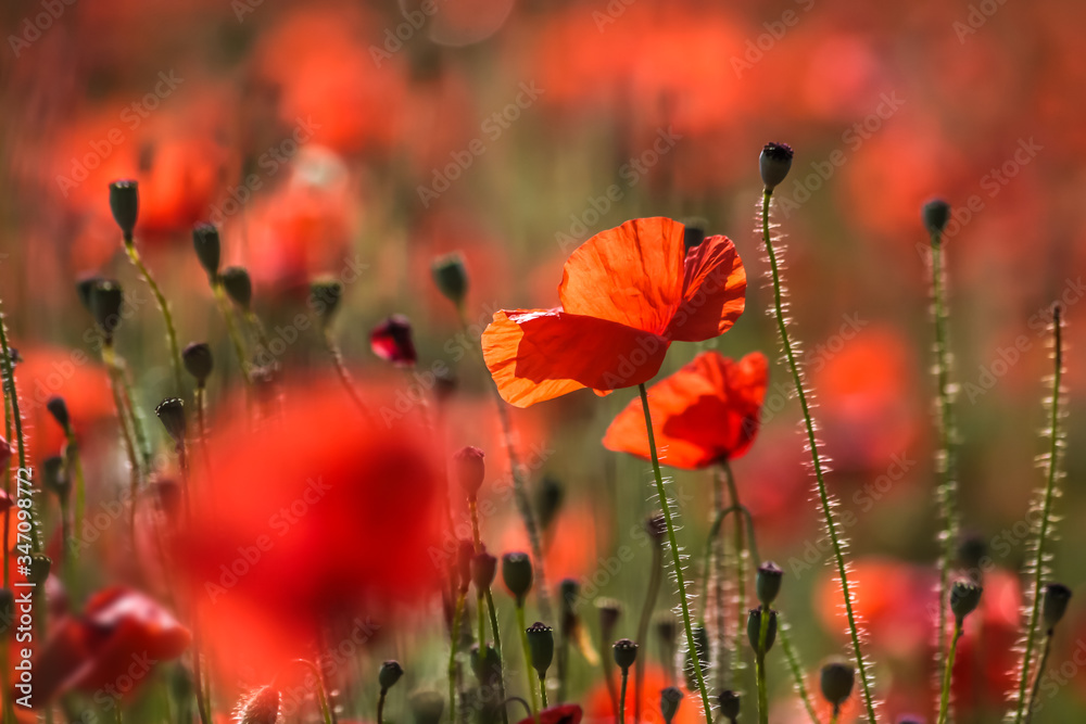 Obraz premium Mohnblumen