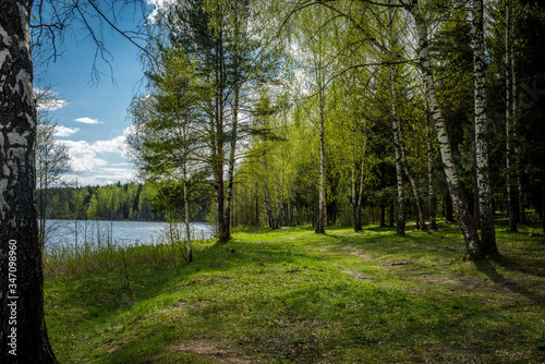 river bank in the forest