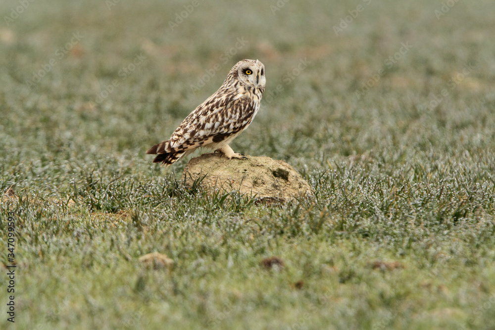 Short-eared owl with the first lights of a cold winter morning, Asio flammeus Short-eared owl with the first lights of a cold winter morning, Asio flammeus