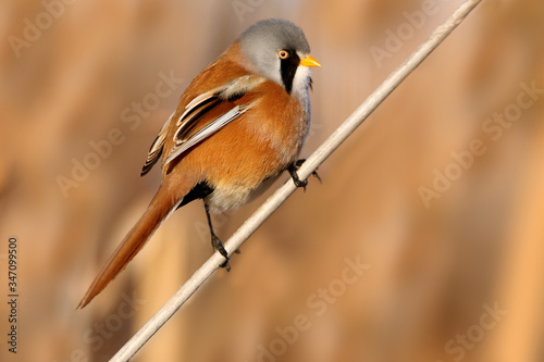 Male of Bearded reedling on the vegetation of a lagoon, Panurus biarmicus photo