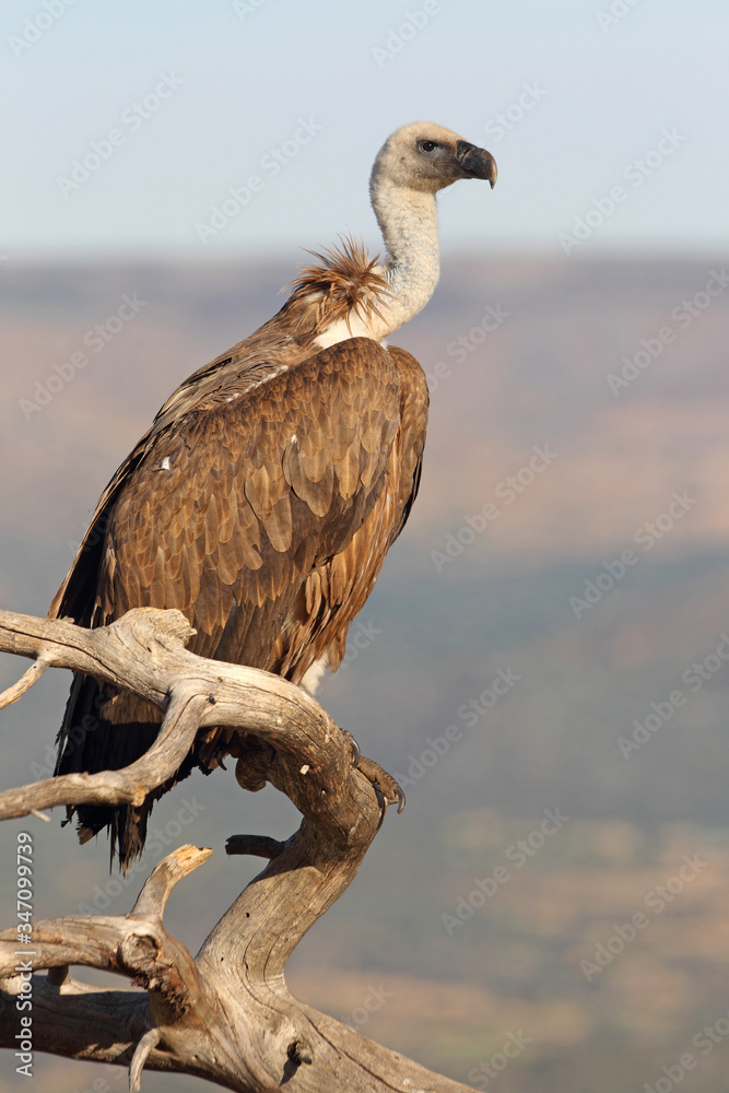 Fototapeta premium Griffon vulture with the first lights of the morning, Gyps fulvus