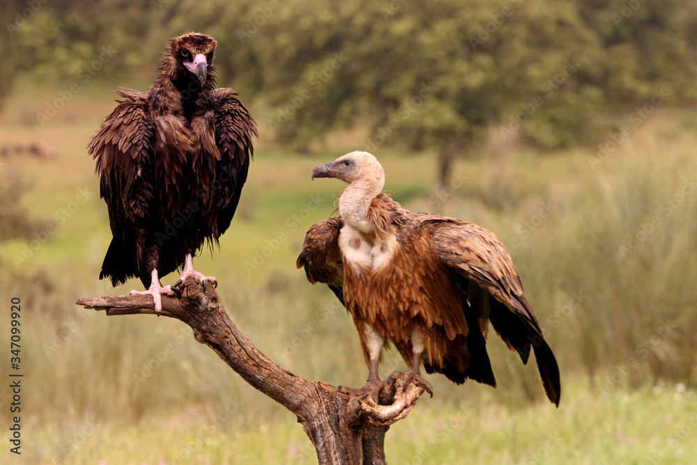 Fototapeta premium Black and Griffon vultures with the first lights of the morning, Gyps fulvus, Aegypius monachus