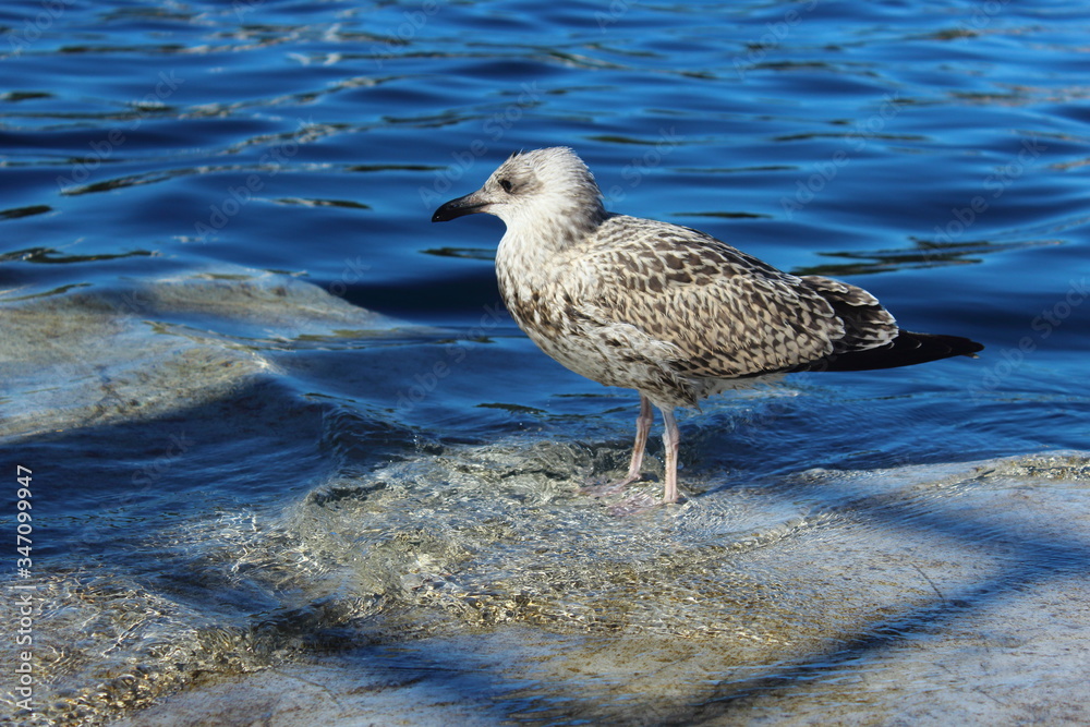 Retrato de gaviota con el mar de fondo Retrato de gaviota con el mar de fondo