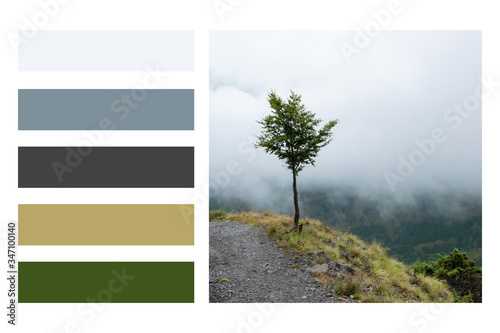 Lonely tree on the high mountain road in a colour palette, with complimentary colour swatches