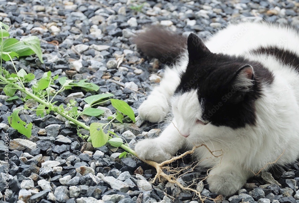 Domestic Cat Eating Indian Acalypha or Cat Grass