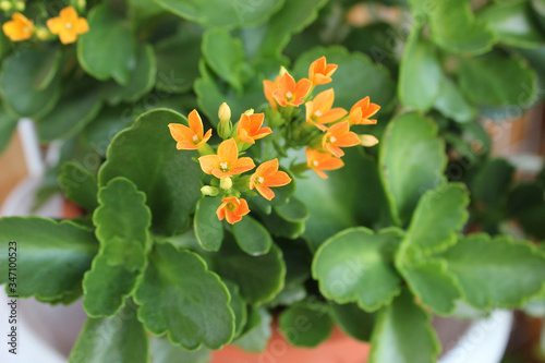 Yellow Kalanchoe Blossfeldiana on a background of green foliage