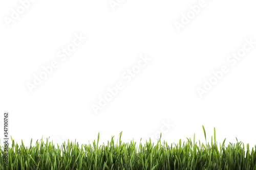 Fresh green grass isolated on white. Spring season