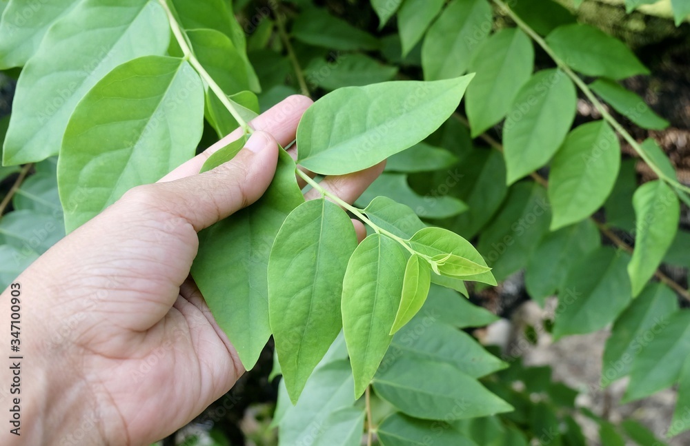 Hand Holding Star Gooseberries Leaves on Tree Hand Holding Star Gooseberries Leaves on Tree