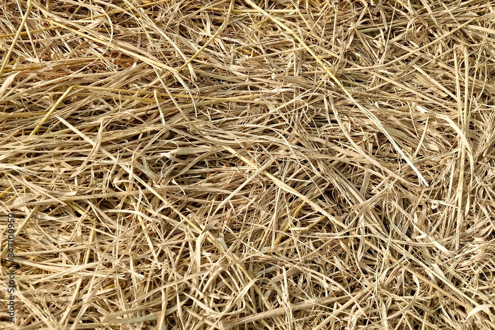 Background of Brown Dried Grass and Leaves