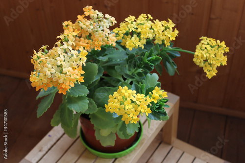 Yellow Kalanchoe Blossfeldiana  in a pot on a wooden table