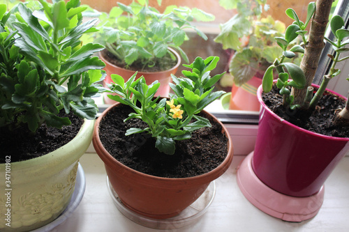 Yellow Kalanchoe Blossfeldiana  and other potted plants on the windowsill