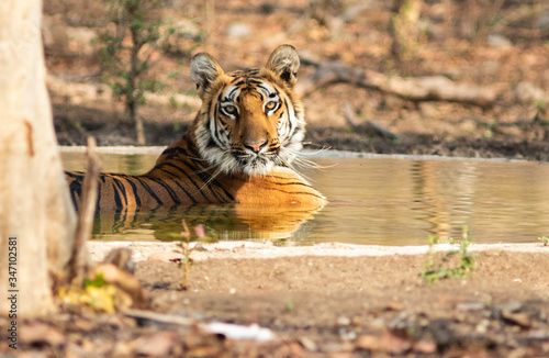 A Royal Bengal Tiger sitting in water