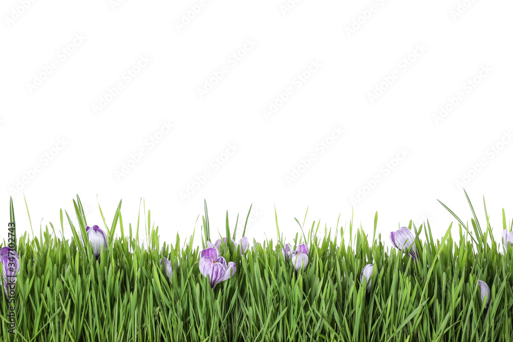Naklejka Świeża zielona trawa i krokus kwitnie na białym tle. Wiosna