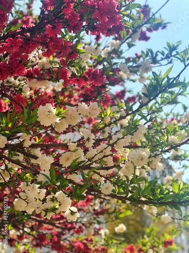 Red and white blossoms in a beautiful Spring day 