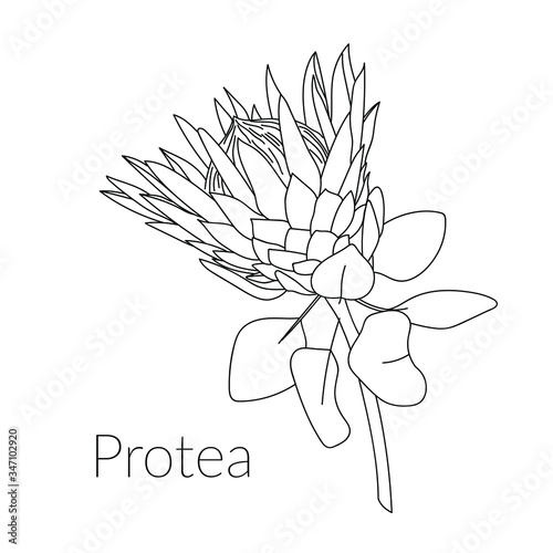 Proteus Realistic Flower. Hand drawn vector illustration for post card, poster, banner, media design. Tropical king protea flower in blossom. Line art. Coloring