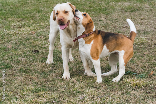 a beagle and a yellow labrador play with each other in the garden during the day