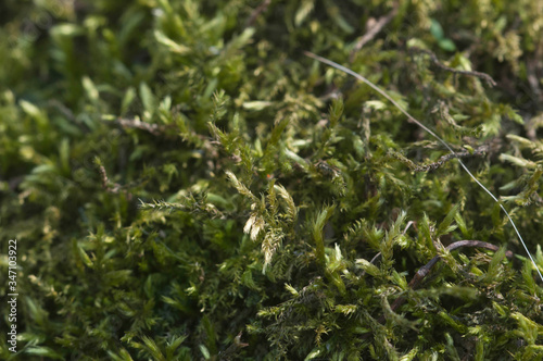 Moss (Hypnum cupressiforme) close up shot local focus photo