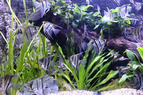 Photography Poissons tropicaux de l'aquarium de Shanghai, Chine