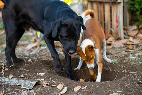 Photography Basenji and Labrador dogs are digging holes