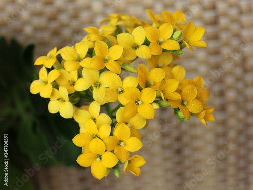 Yellow Kalanchoe Blossfeldiana on the background of the woven surface