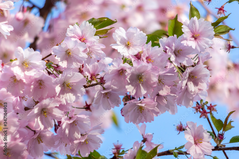 Fototapeta premium Pink cherry blossom over blue sky flowers branch