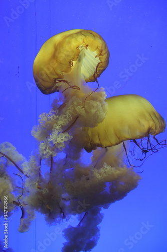 Canvas Print Méduse de l'aquarium de Shanghai, Chine