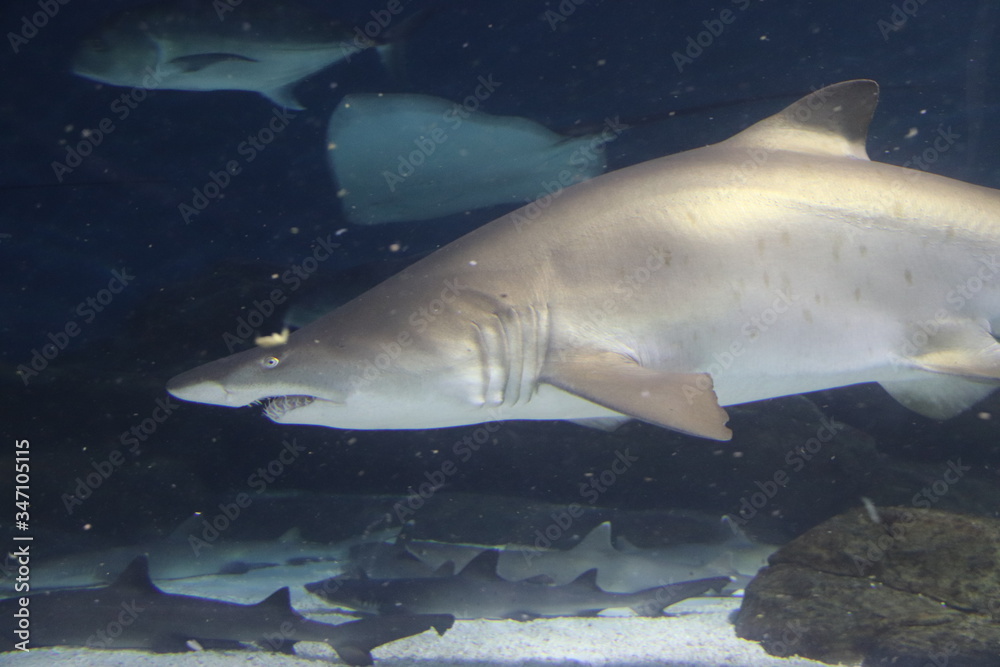Fototapeta premium Requin taureau de l'aquarium de Shanghai, Chine