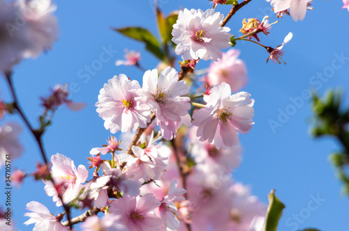 Pink cherry blossom over blue sky flowers branch