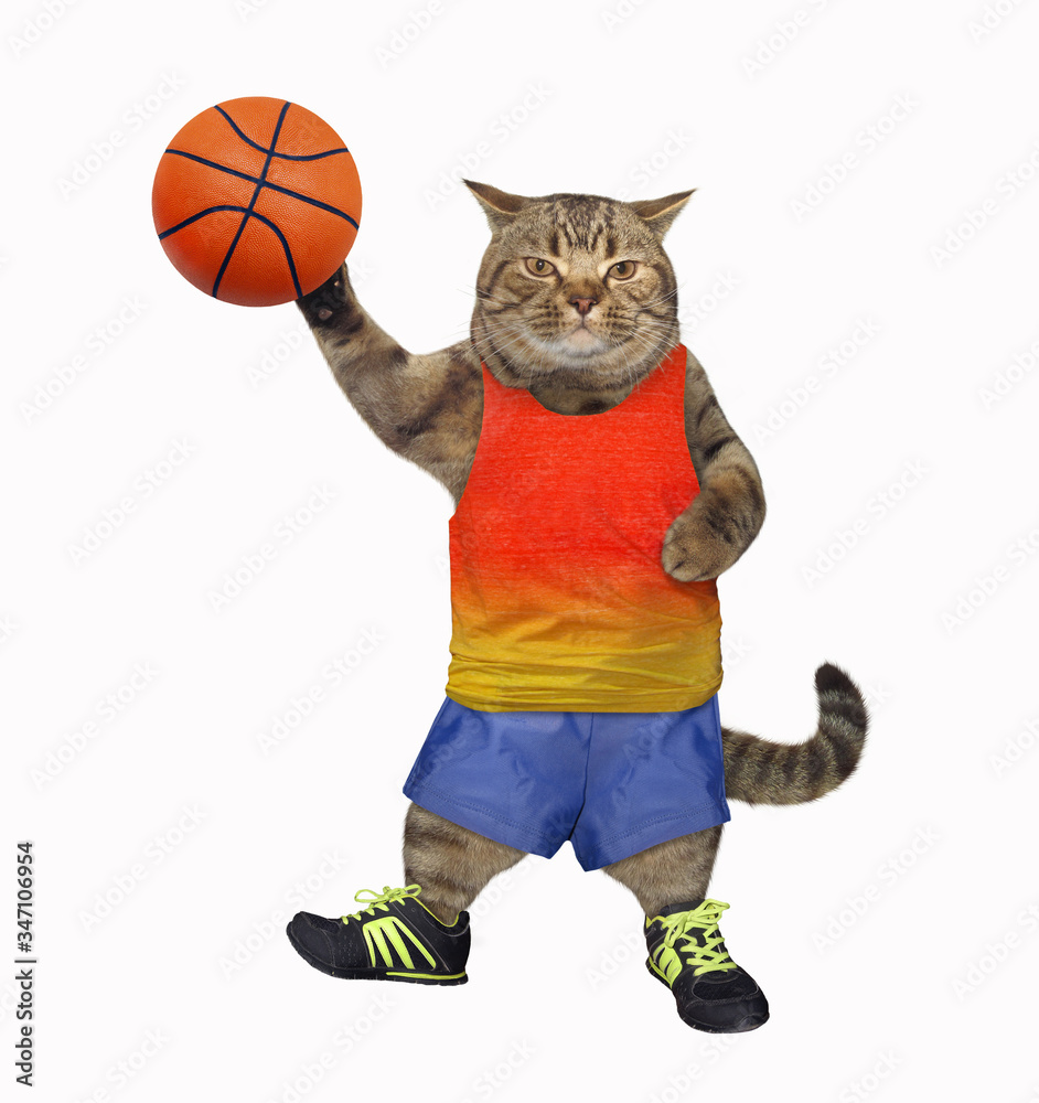 The beige cat basketball player in a sport uniform is holding a ball. White  background. Isolated. Stock Photo | Adobe Stock