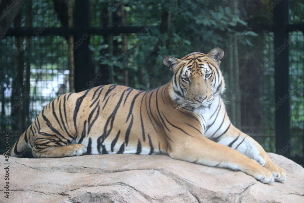 Fototapeta premium Tigre du zoo de Shanghai, Chine