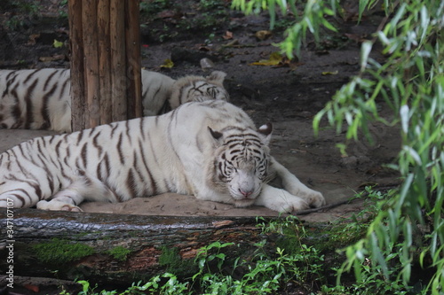 Fototapeta Naklejka Na Ścianę i Meble -  Tigre blanc du zoo de Shanghai, Chine