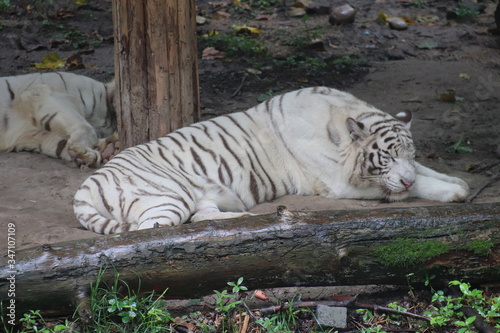 Photography Tigre blanc du zoo de Shanghai, Chine