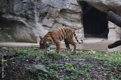 Canvas Print Tigre du zoo de Shanghai, Chine