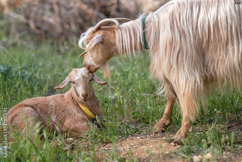 Mother goat's love for her cub