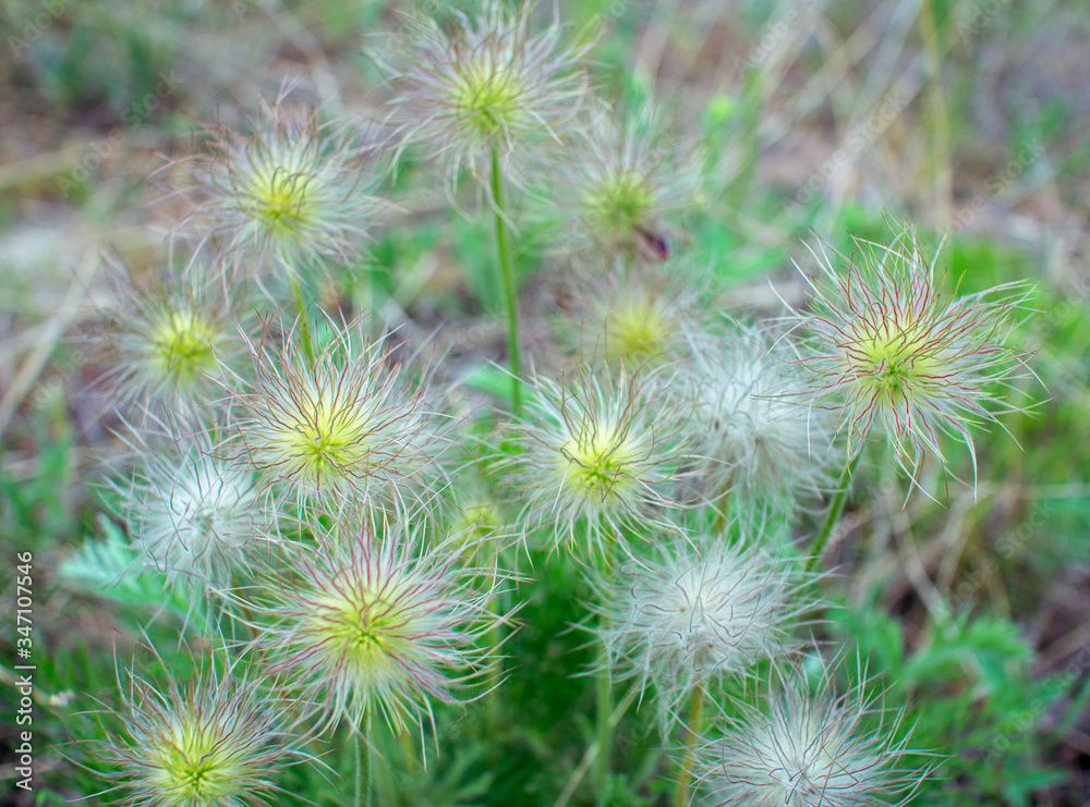 Alpine anemone fruits. Pulsatilla alpine plant, growing on the meadow. Spring nature. 