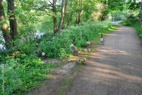 Fototapeta A gaggle of geese at Riverside park in Horley, Surrey