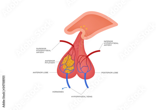 pituitary gland vector / human anatomy