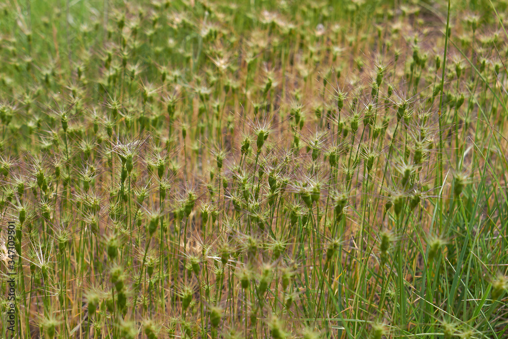 Obraz premium Aegilops neglecta