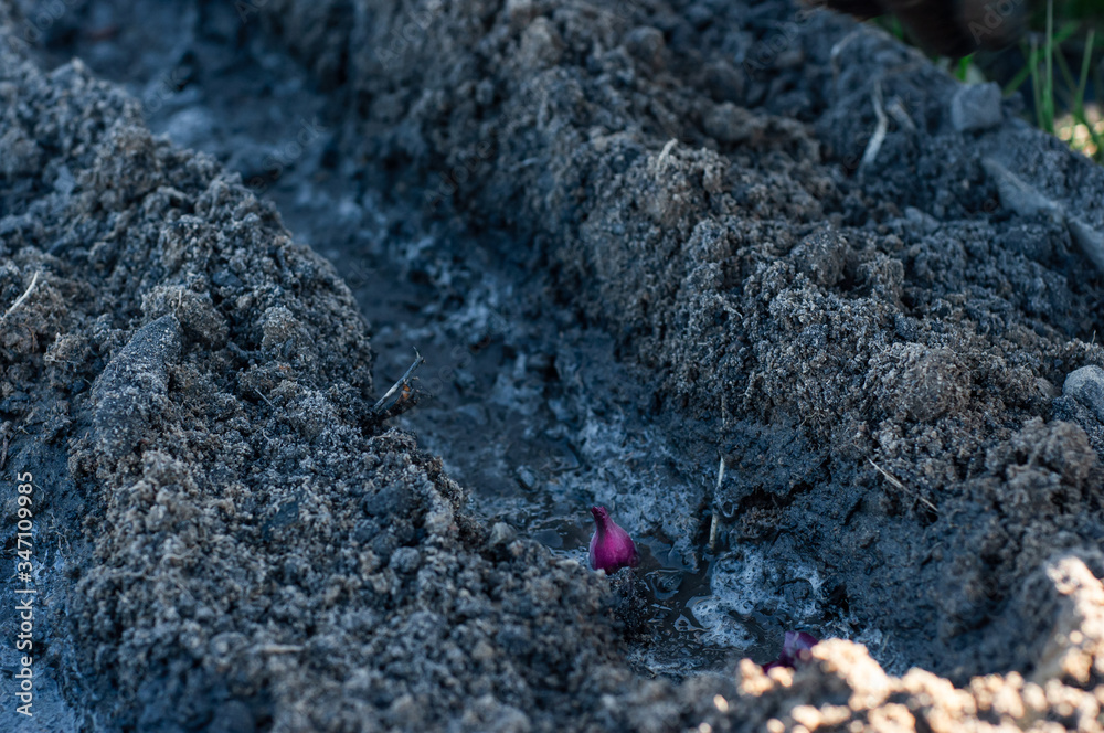 Lilac onions planted in trenches poured with water to moisturize Lilac onions planted in trenches poured with water to moisturize