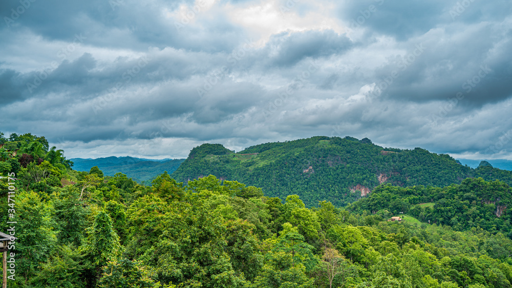 Forest In The Mountain