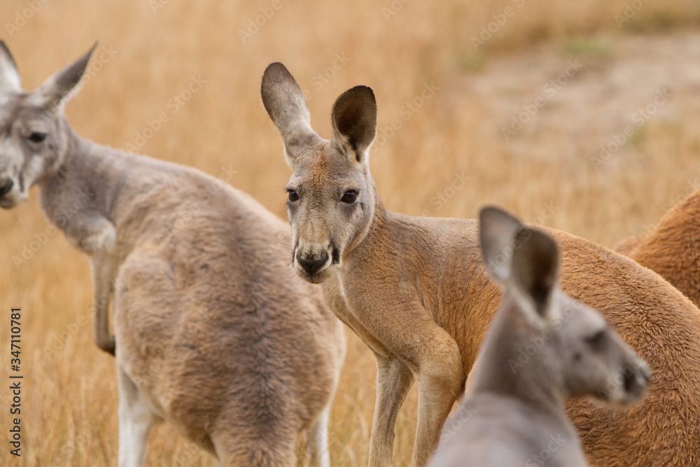 Red Kangaroos in the Australian Bush