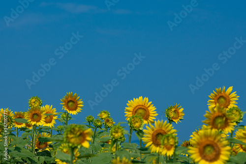 Summer sunflower field and blue sky.