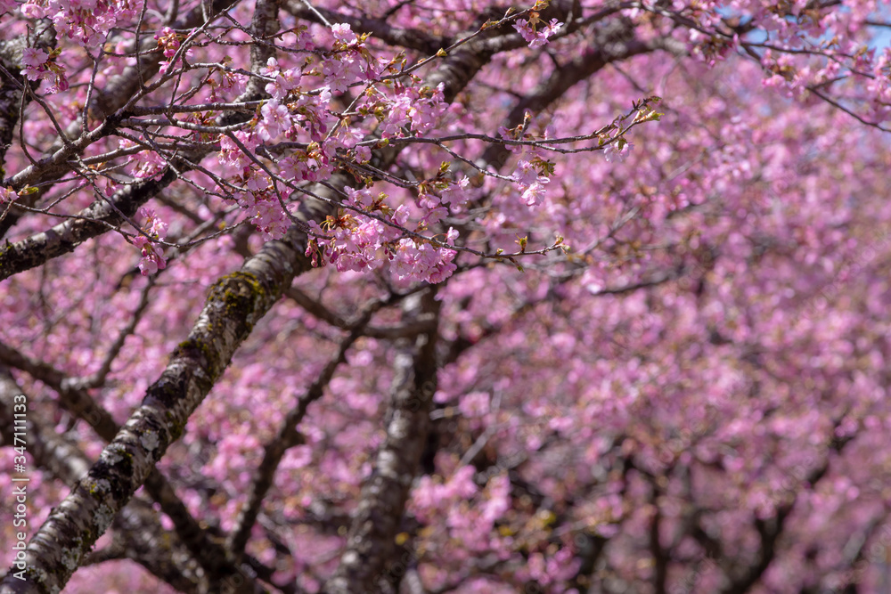 長野県　南信濃の河津桜