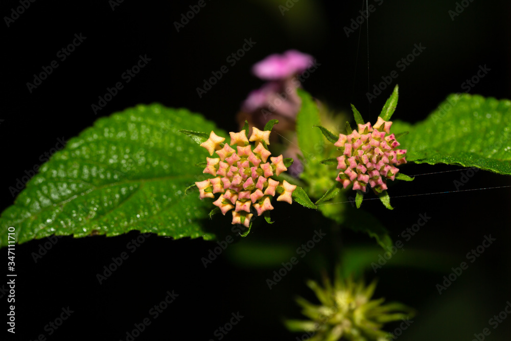 Exotic flowers of the island of Madagascar Exotic flowers of the island of Madagascar