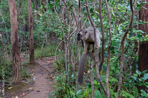 A brown maki lemur bounces on the trees