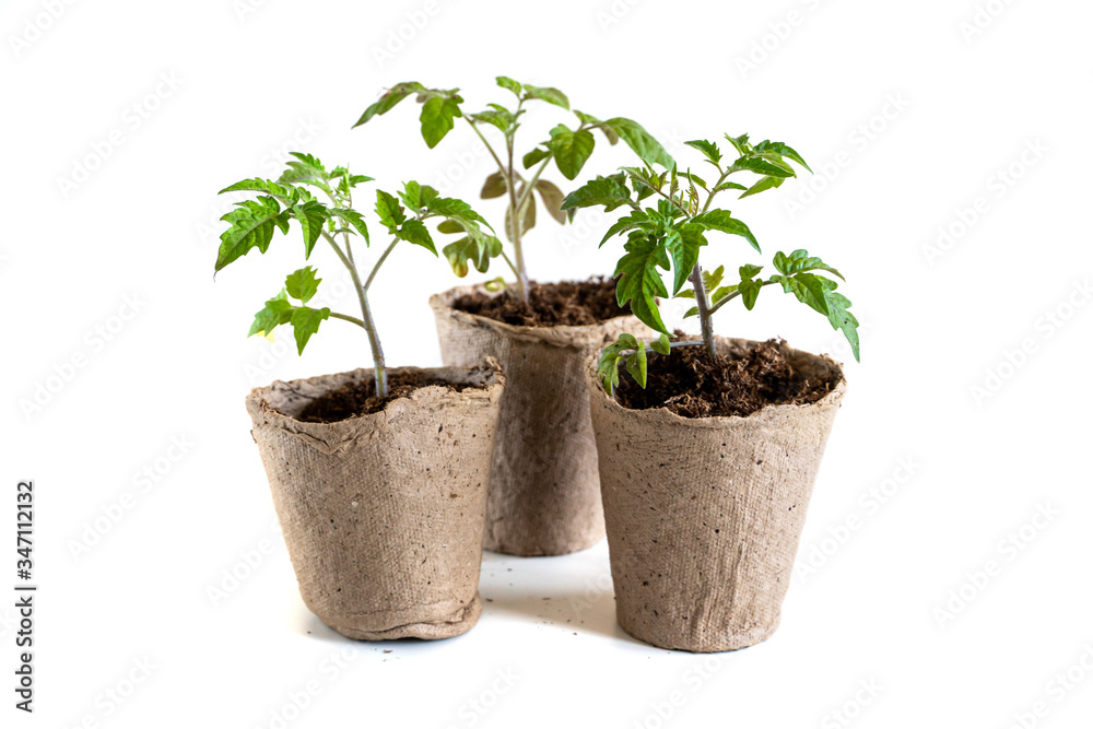 A tomato seedling in the peat pot, isolated A tomato seedling in the peat pot, isolated