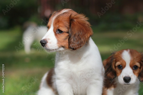 Dutch Spaniel, Kooikerhondje